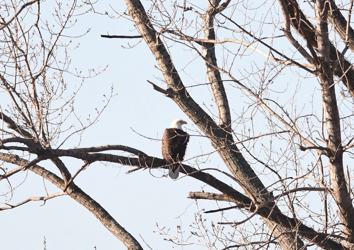 Bald Eagle - ML514123091