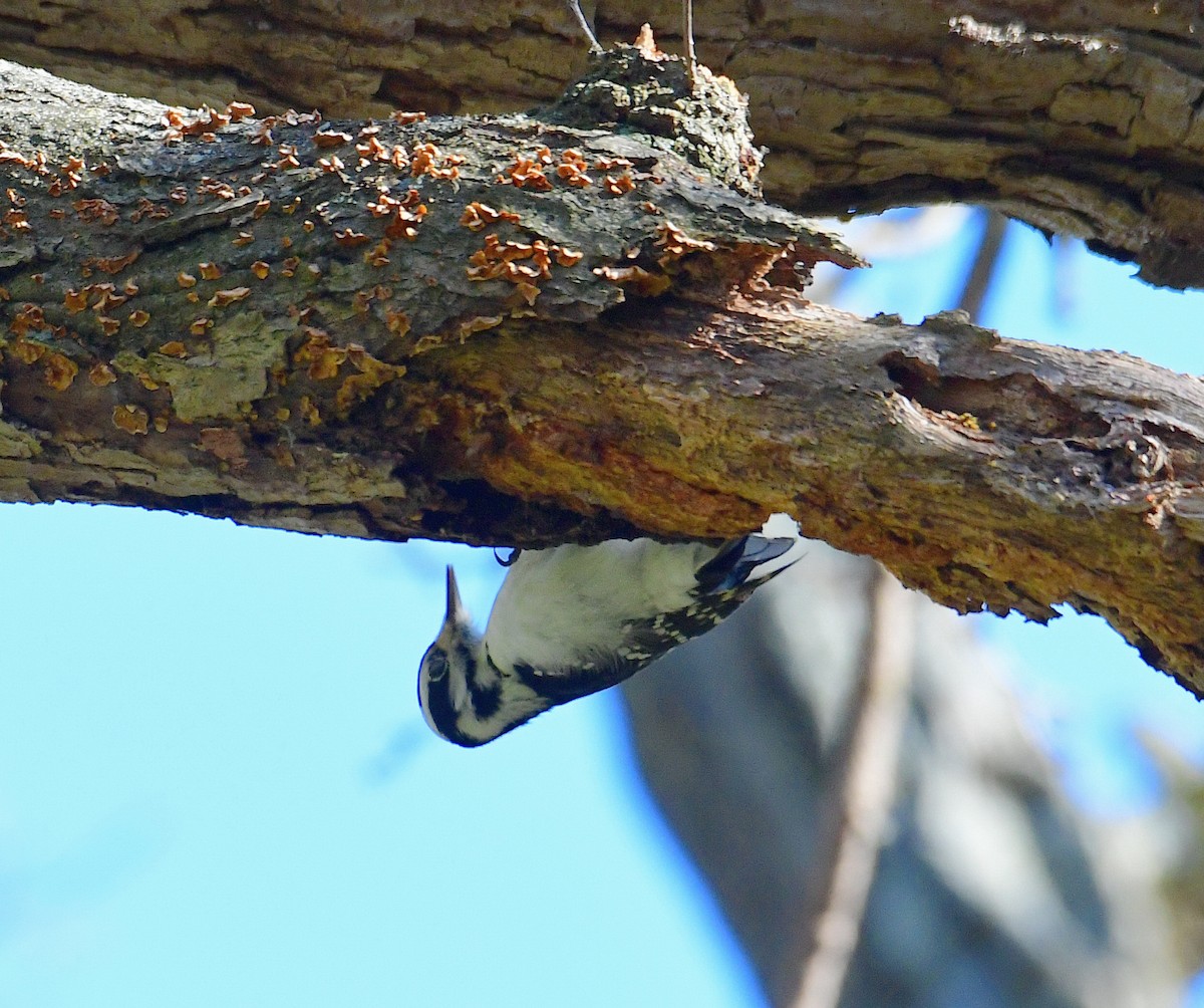 Hairy Woodpecker - ML514123331