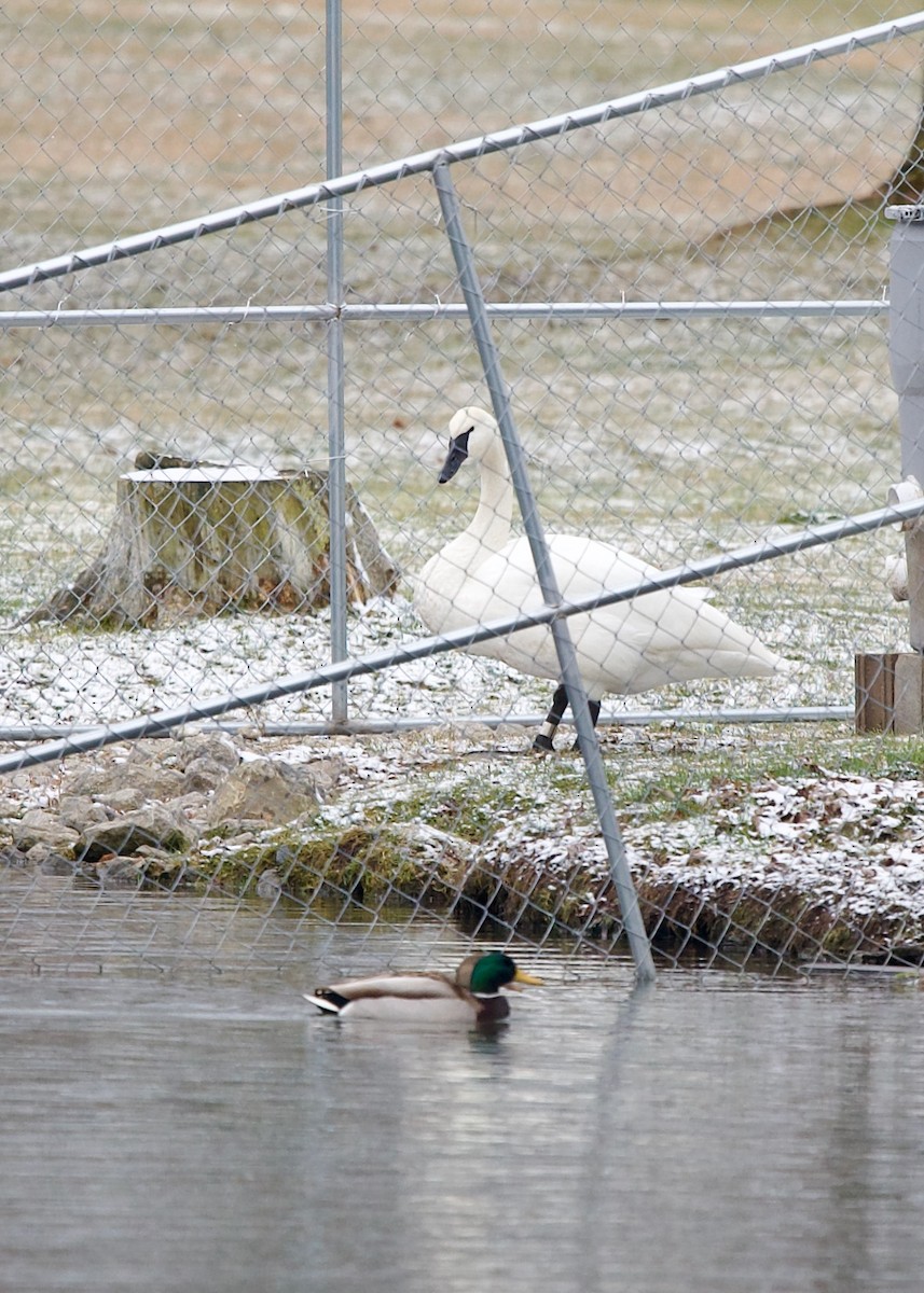 Trumpeter Swan - ML514123521