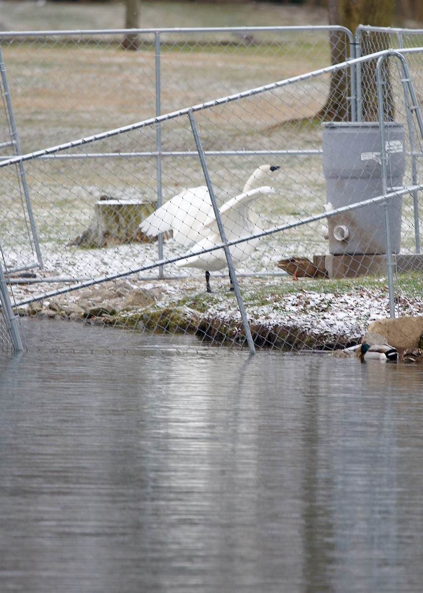 Trumpeter Swan - ML514123531