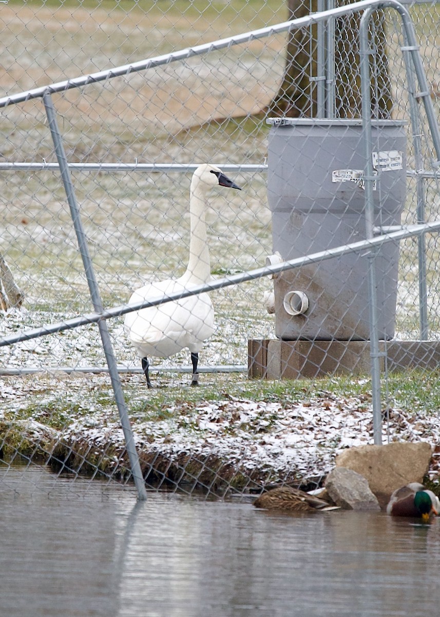 Trumpeter Swan - Jon Cefus