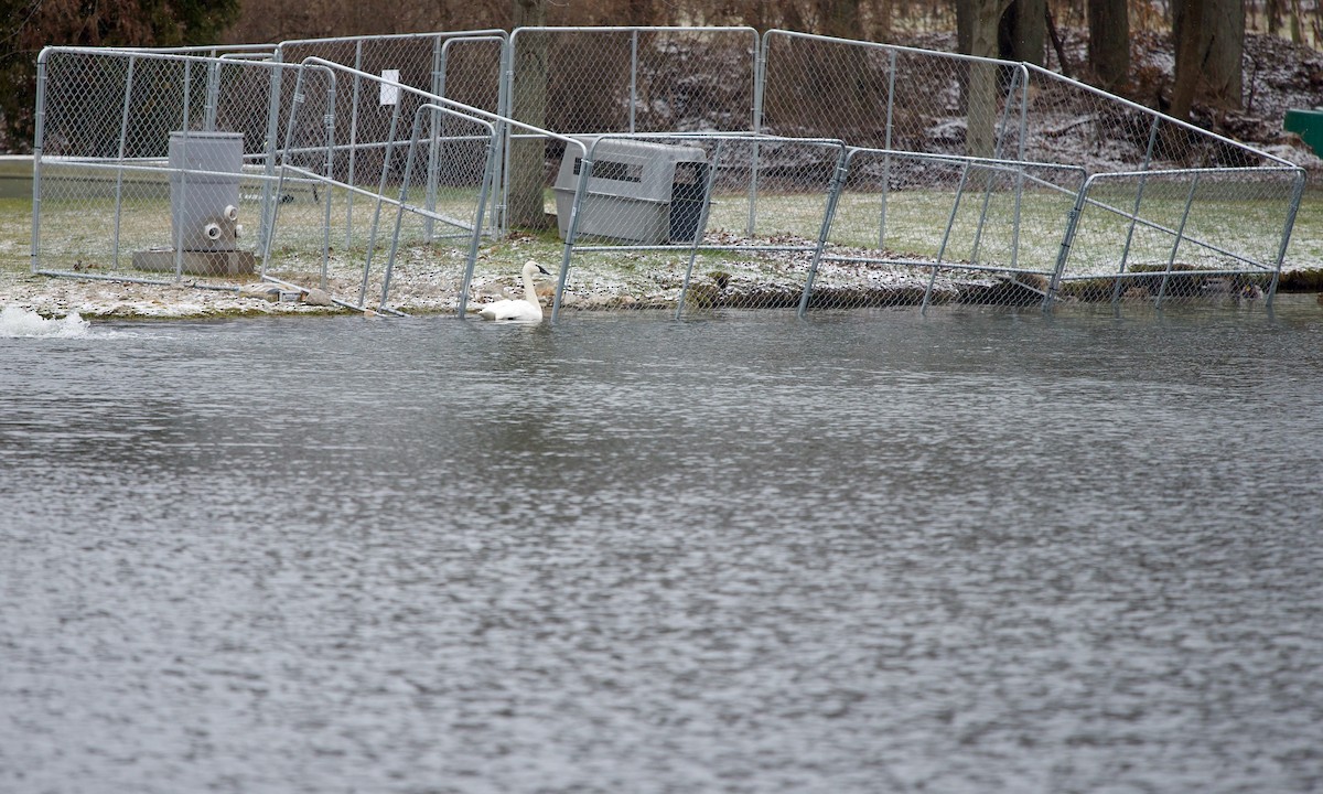 Trumpeter Swan - ML514123551