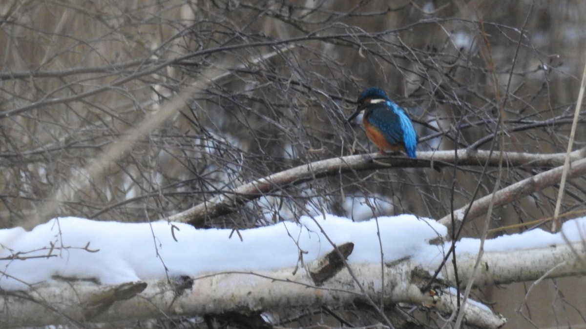 Common Kingfisher - Åke Österberg