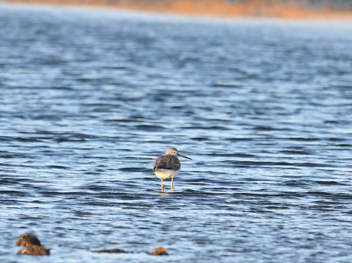 Greater Yellowlegs - ML514123691