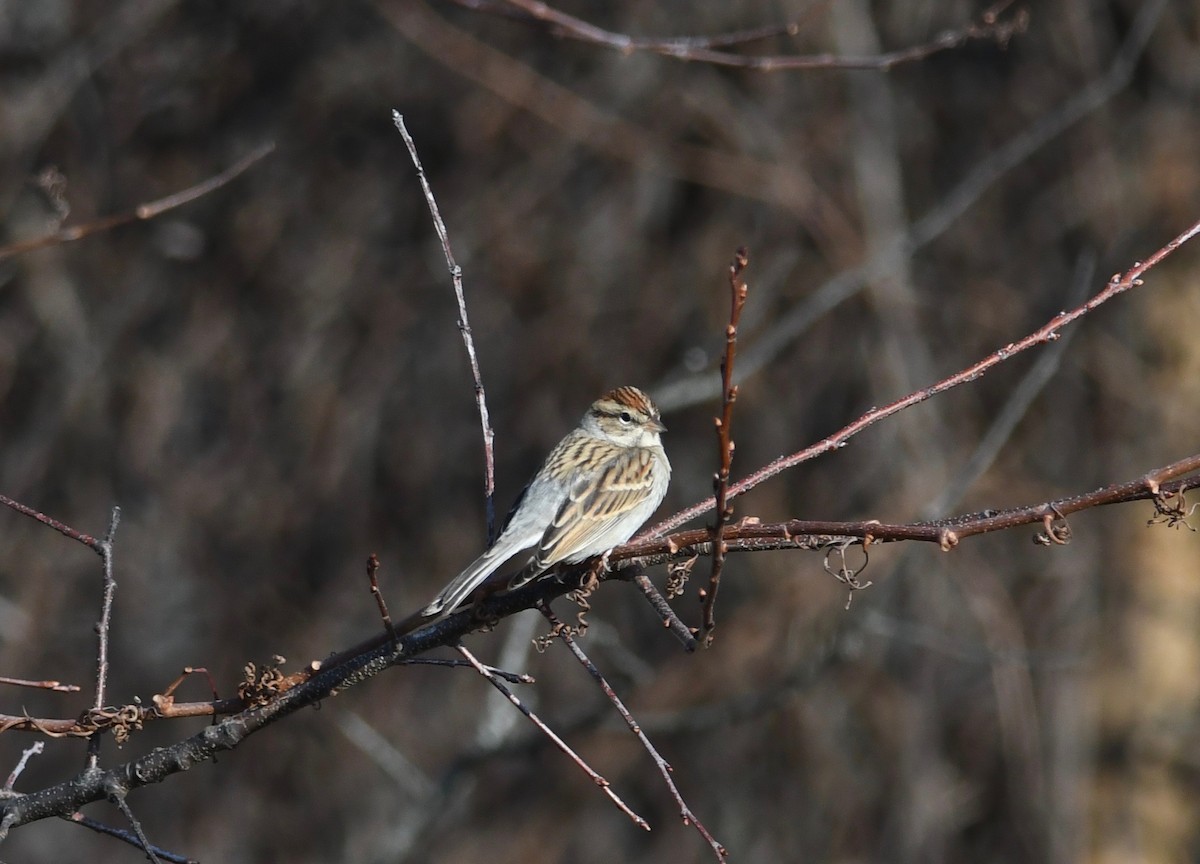 Chipping Sparrow - ML514123981