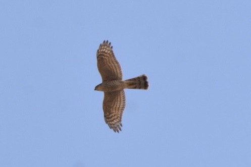 Eurasian Sparrowhawk - ML514124041