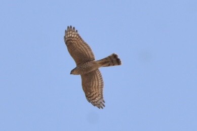 Eurasian Sparrowhawk - ML514124061