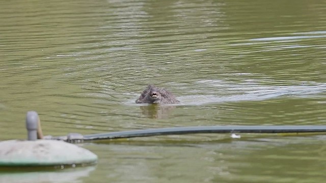 Blue-billed Duck - ML514124281