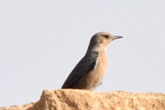 Brown Rock Chat - ML514124291