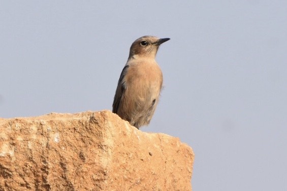 Brown Rock Chat - ML514124311