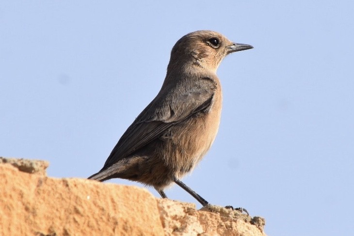 Brown Rock Chat - ML514124331