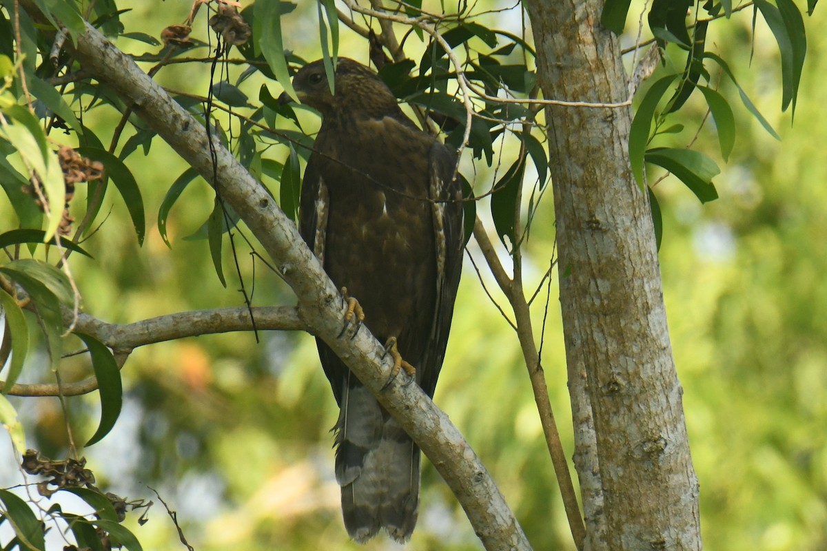 Oriental Honey-buzzard - Mohanan Choron