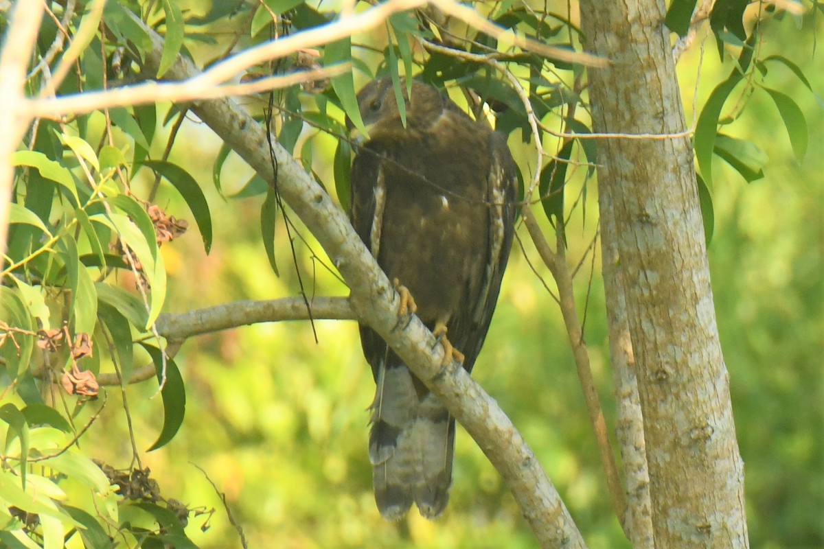 Oriental Honey-buzzard - ML514124861