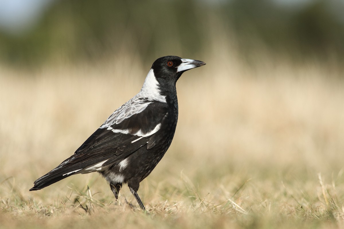 Australian Magpie - Evan Lipton