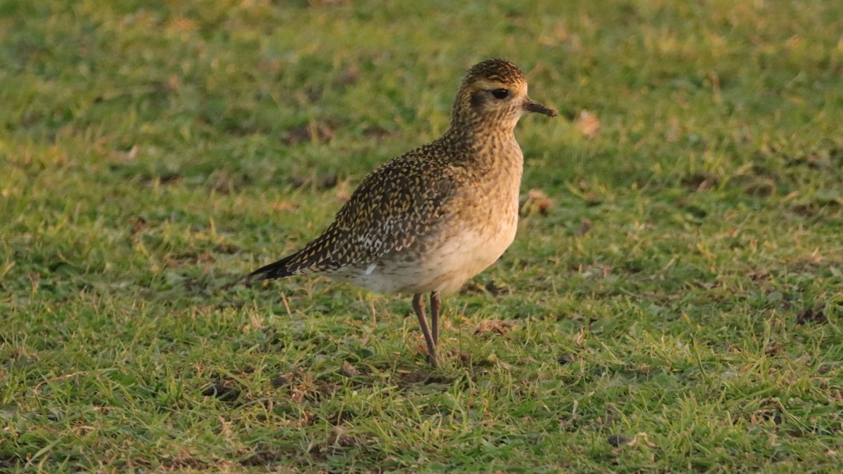 Chorlito Dorado Europeo - ML514126271