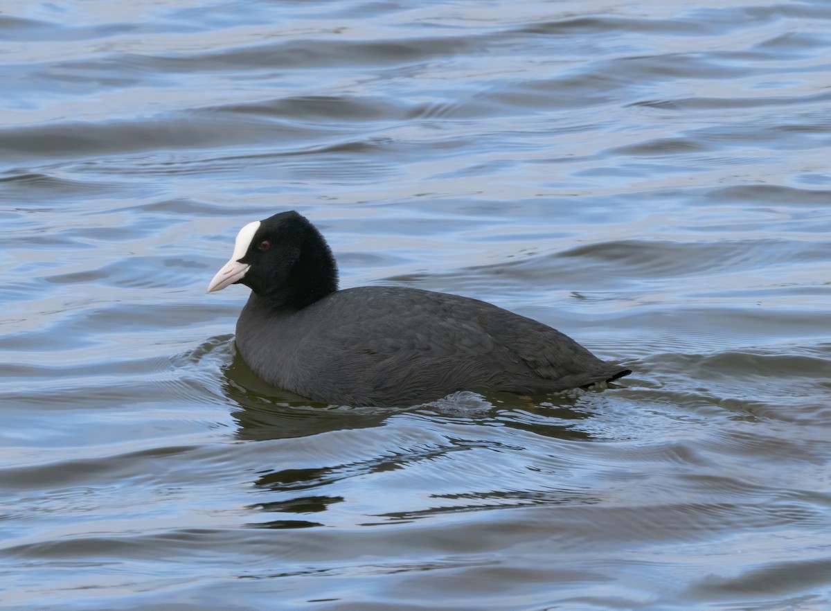 Eurasian Coot - ML514127411