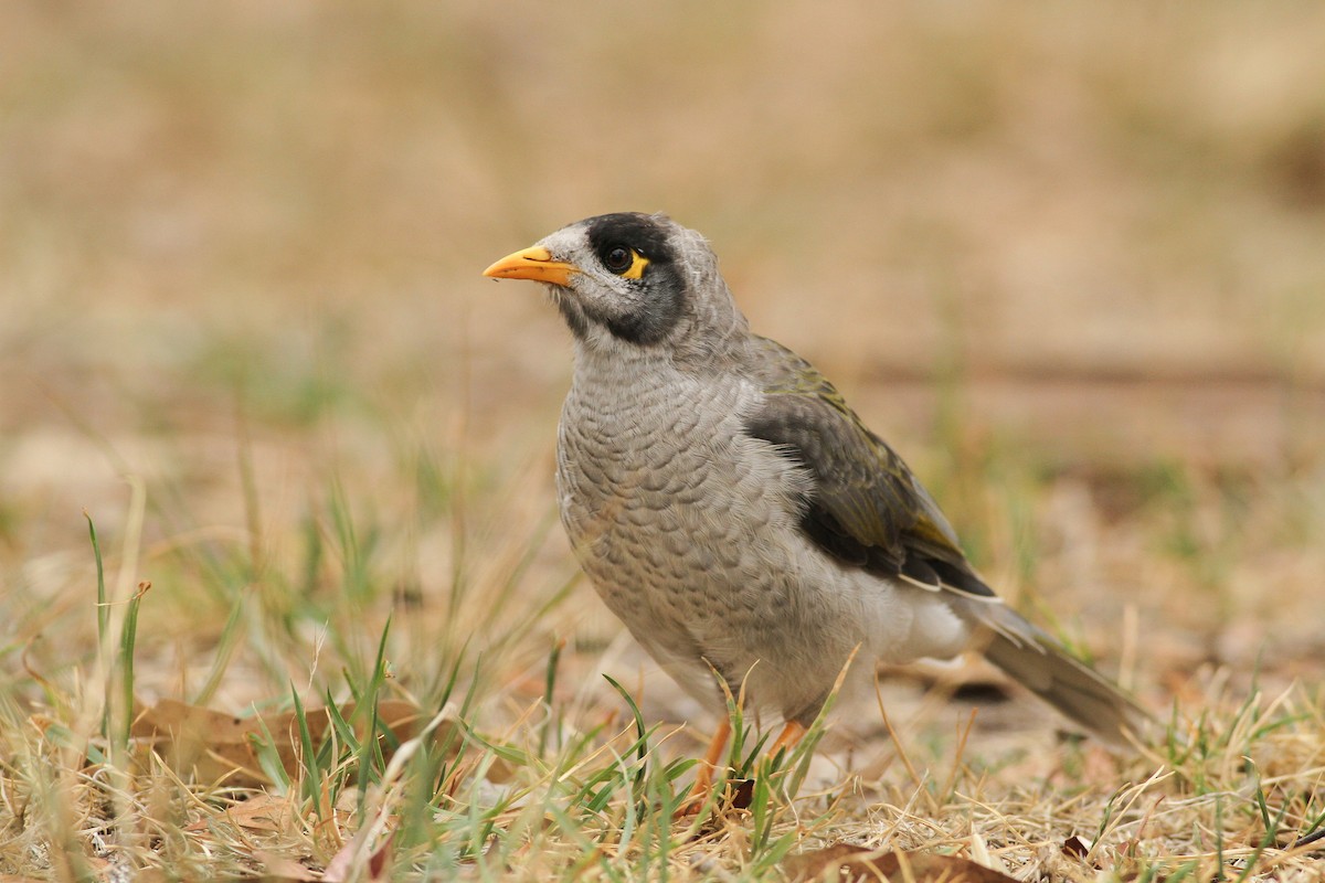 Weißstirn-Schwatzvogel - ML51412771