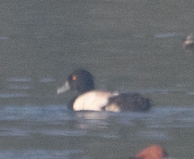 Tufted Duck - ML514128031