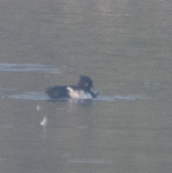 Tufted Duck - Srinivas Mallela