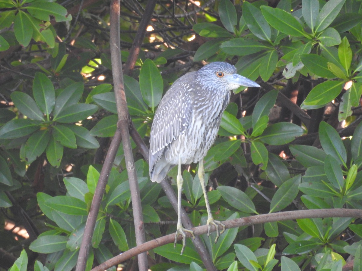 Yellow-crowned Night Heron - ML514128191