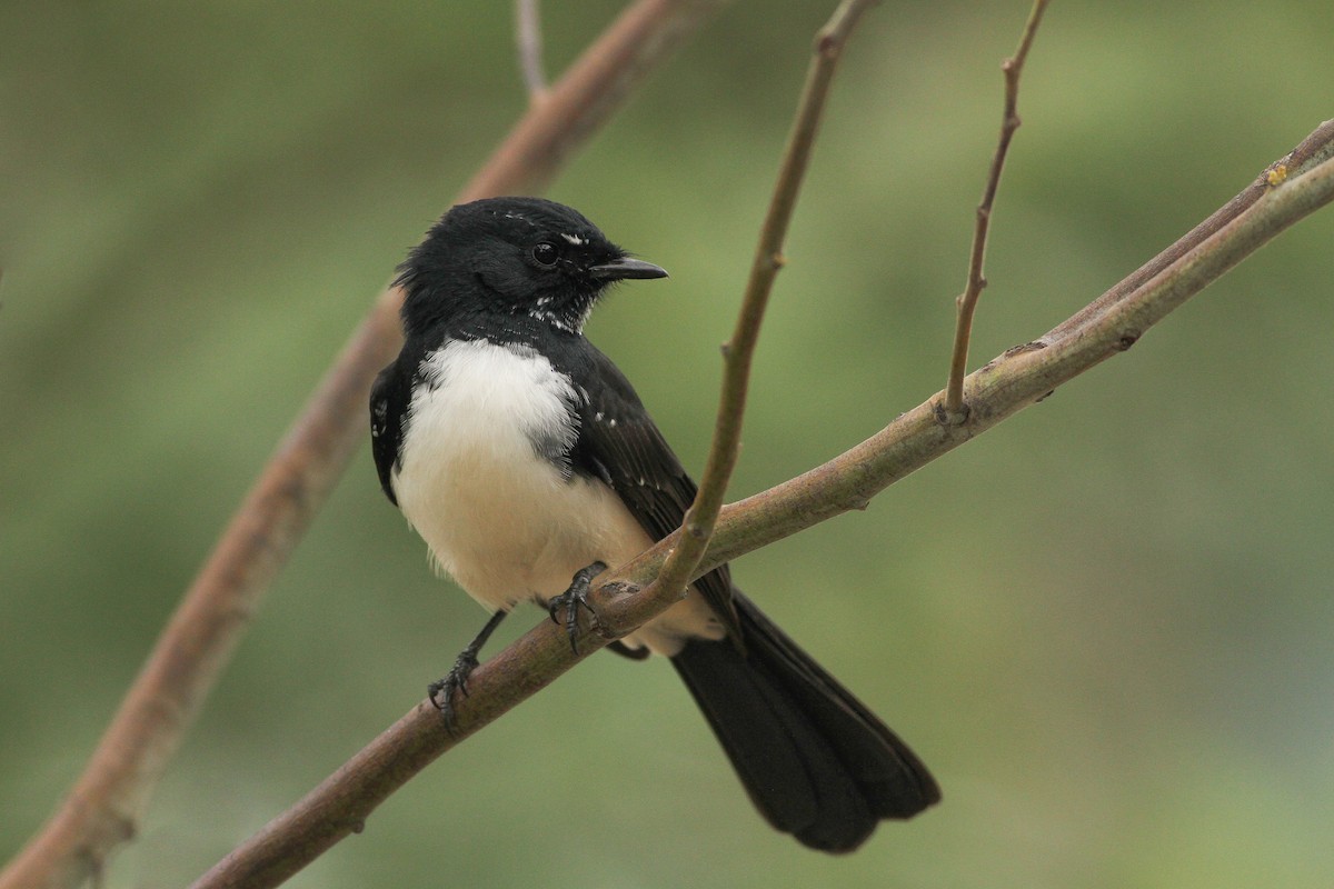 Willie-wagtail - Evan Lipton