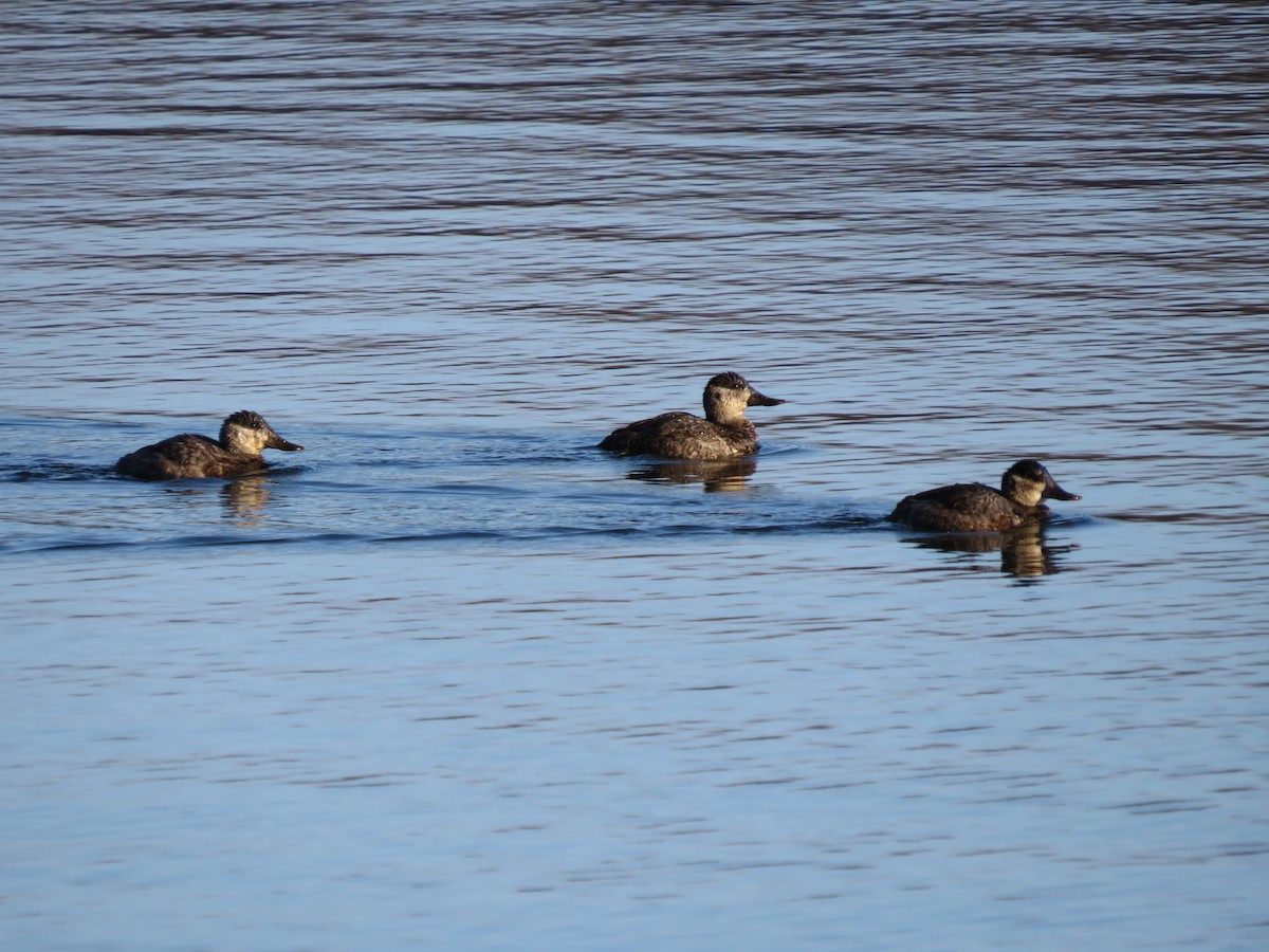 Ruddy Duck - ML514128401