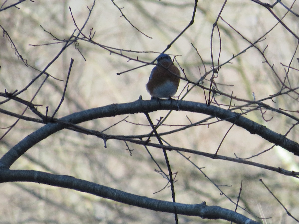 Eastern Bluebird - ML514128491