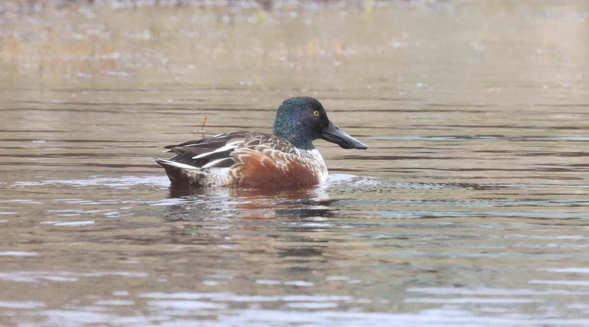 Northern Shoveler - ML514128801