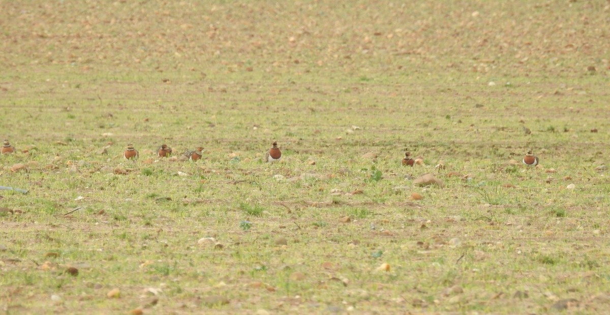 Pin-tailed Sandgrouse - ML514129171