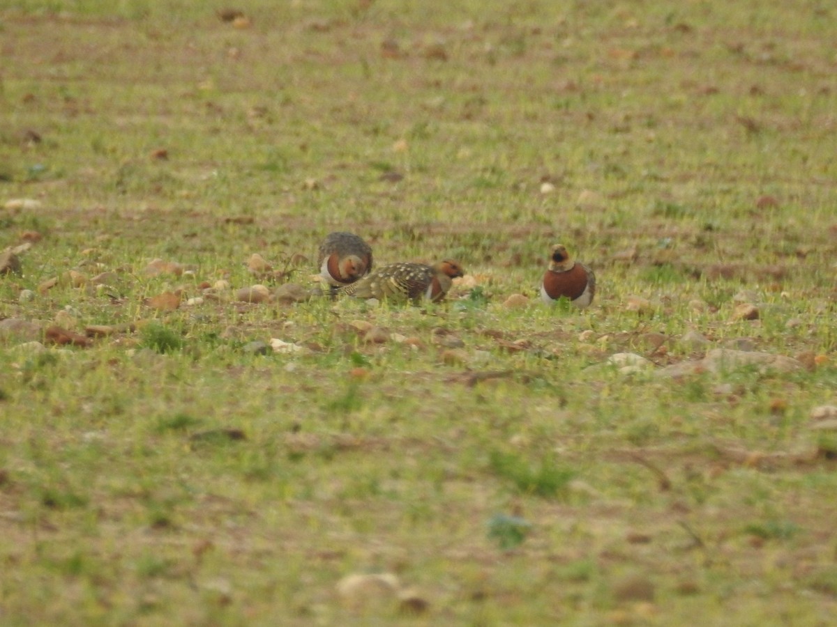 Pin-tailed Sandgrouse - ML514129191