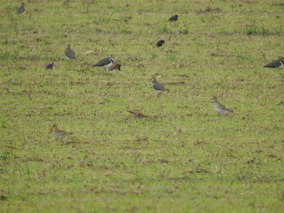 European Golden-Plover - ML514129871