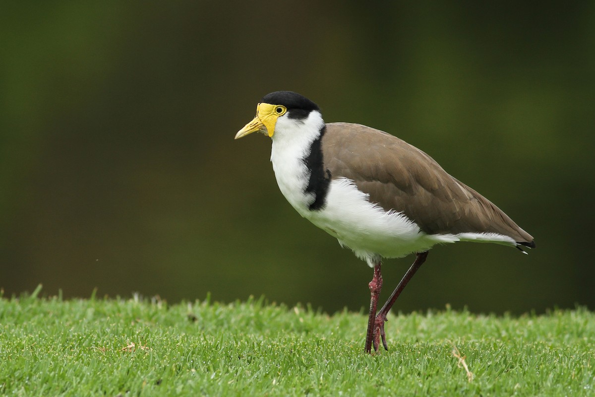 Masked Lapwing - ML51413071