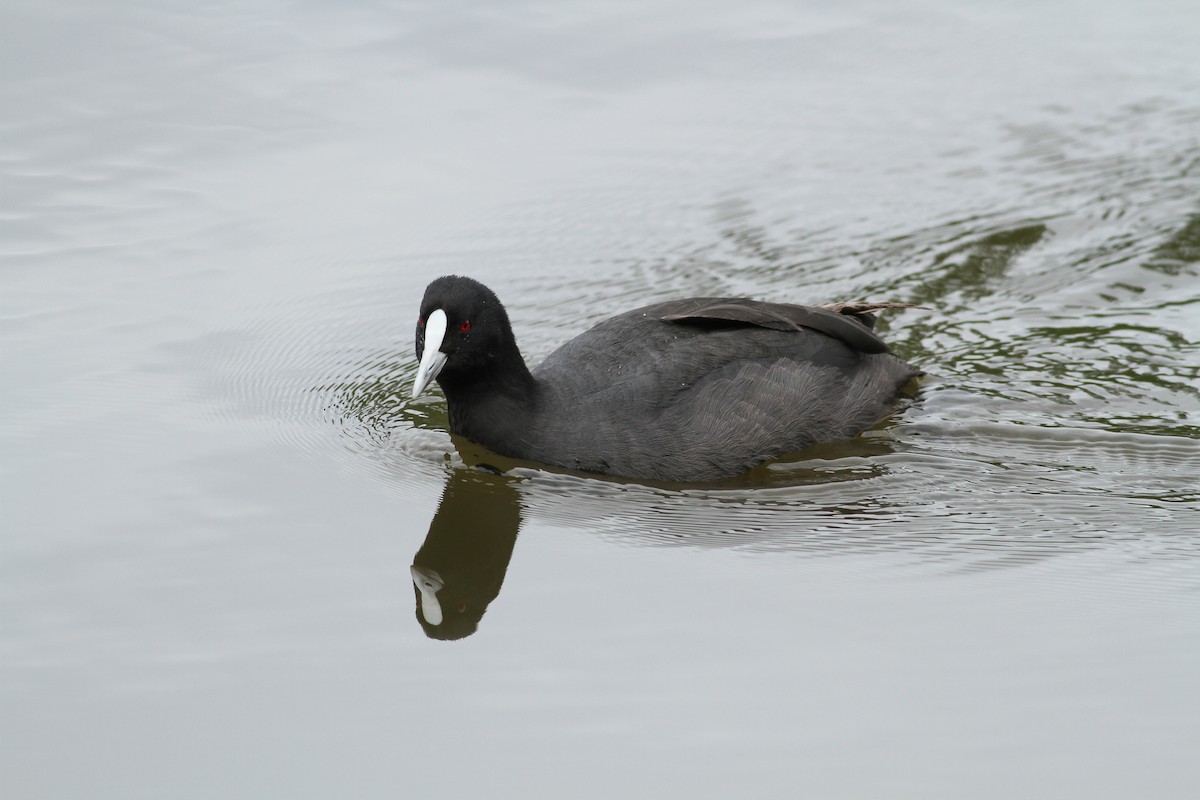 Eurasian Coot - ML51413161