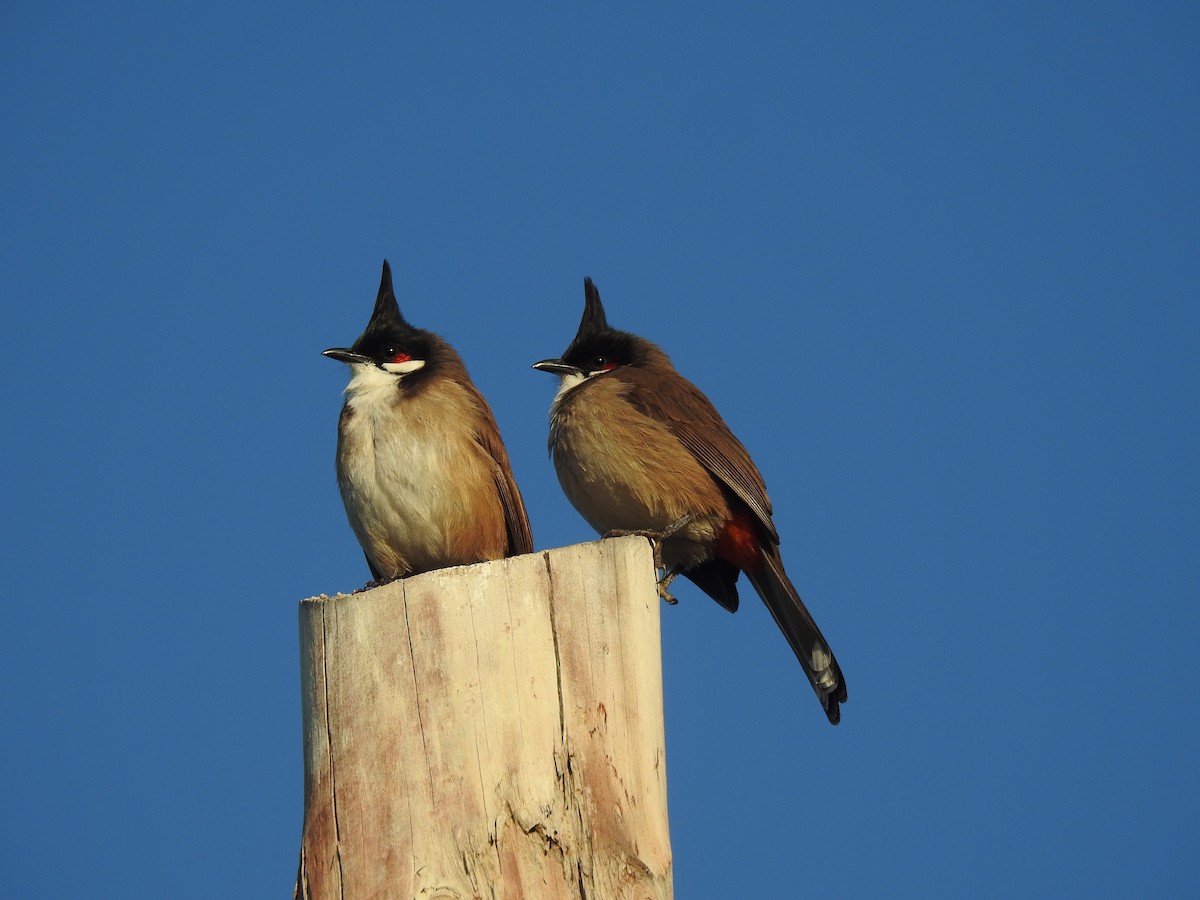 Red-whiskered Bulbul - Pedro Culiañez del Fresno