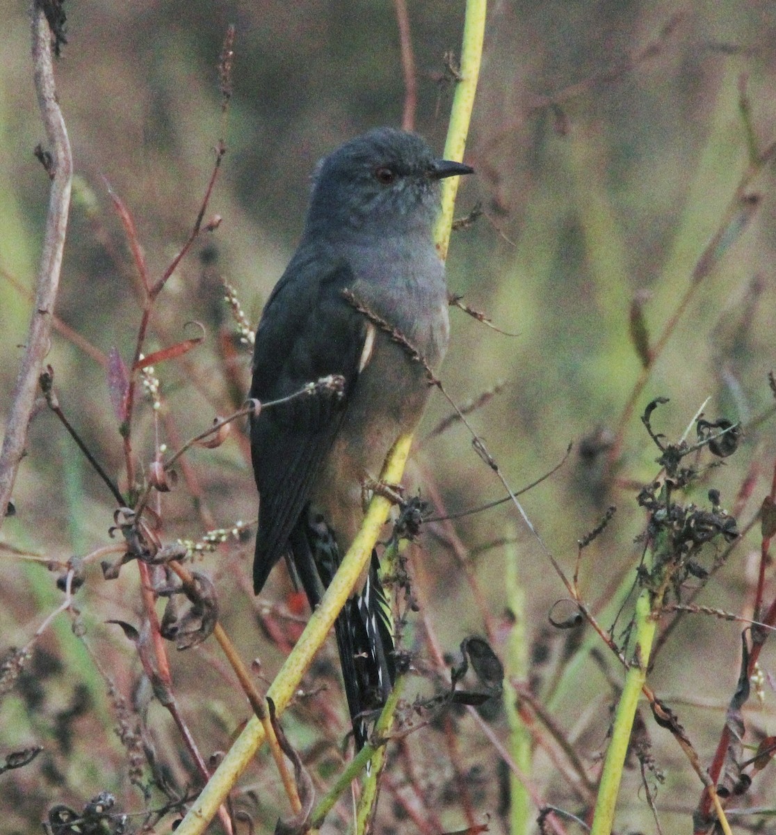 Plaintive Cuckoo - ML514131971