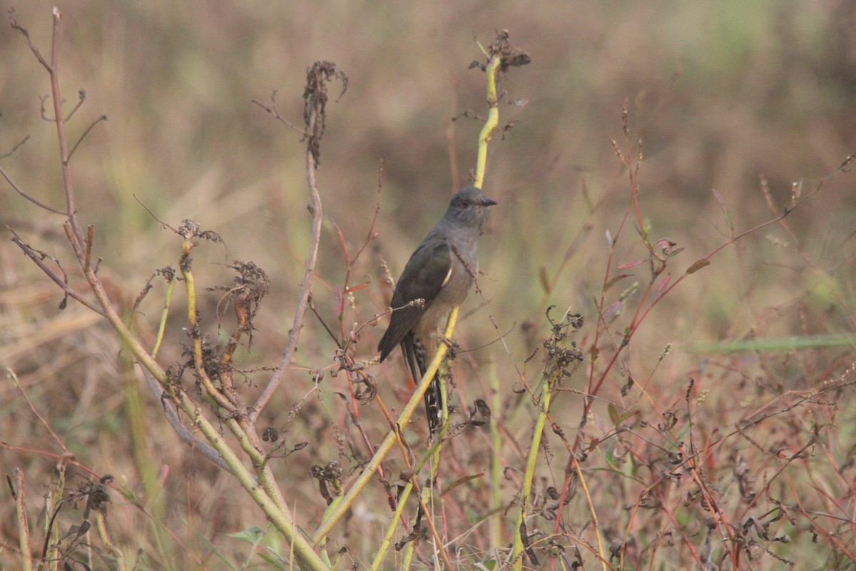 Plaintive Cuckoo - ML514131981