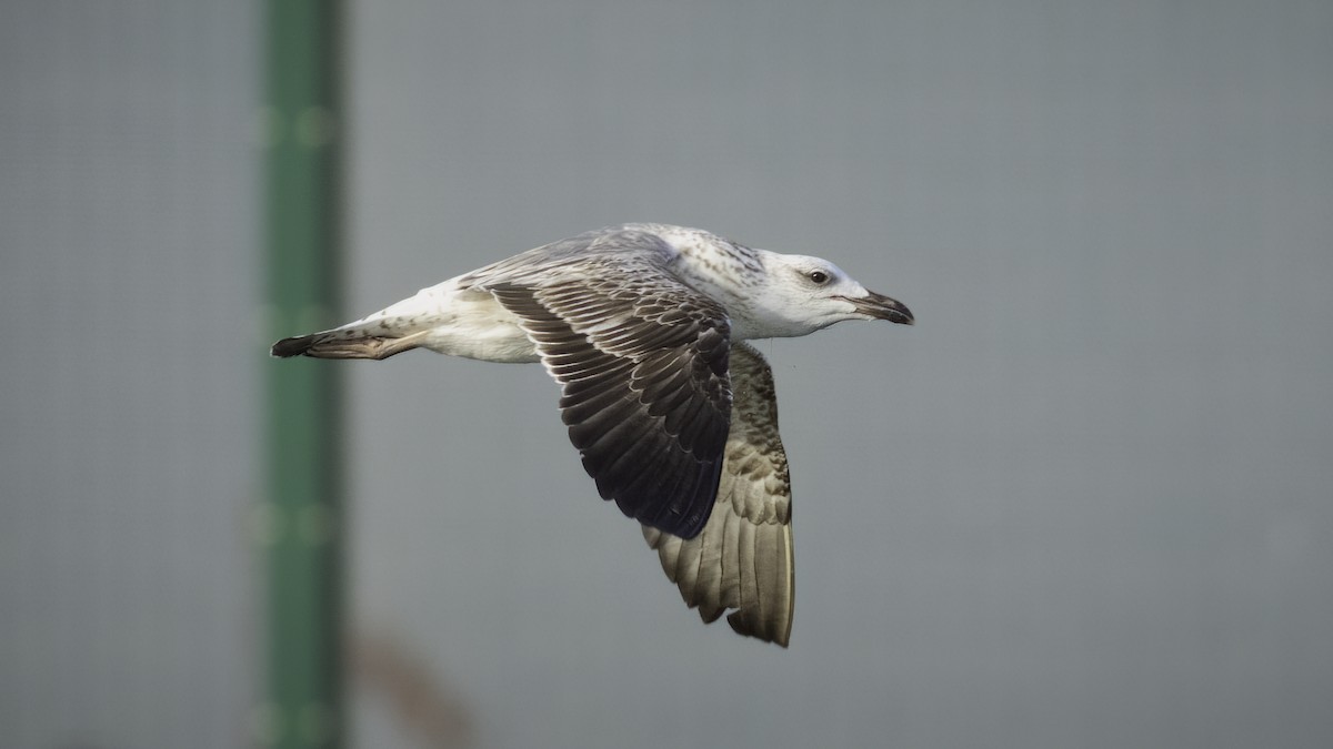 Lesser Black-backed Gull (Heuglin's) - Markus Craig