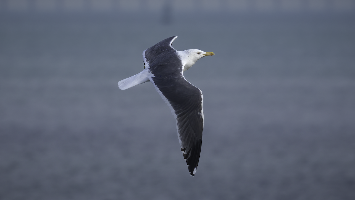 Lesser Black-backed Gull (Heuglin's) - Markus Craig