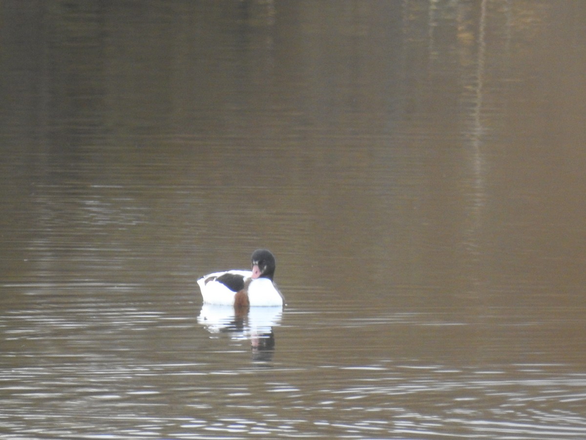Common Shelduck - ML514132461