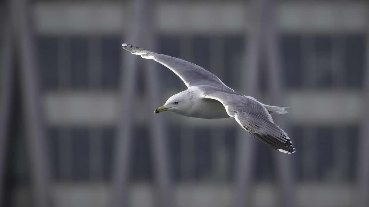 Armenian Gull - Markus Craig