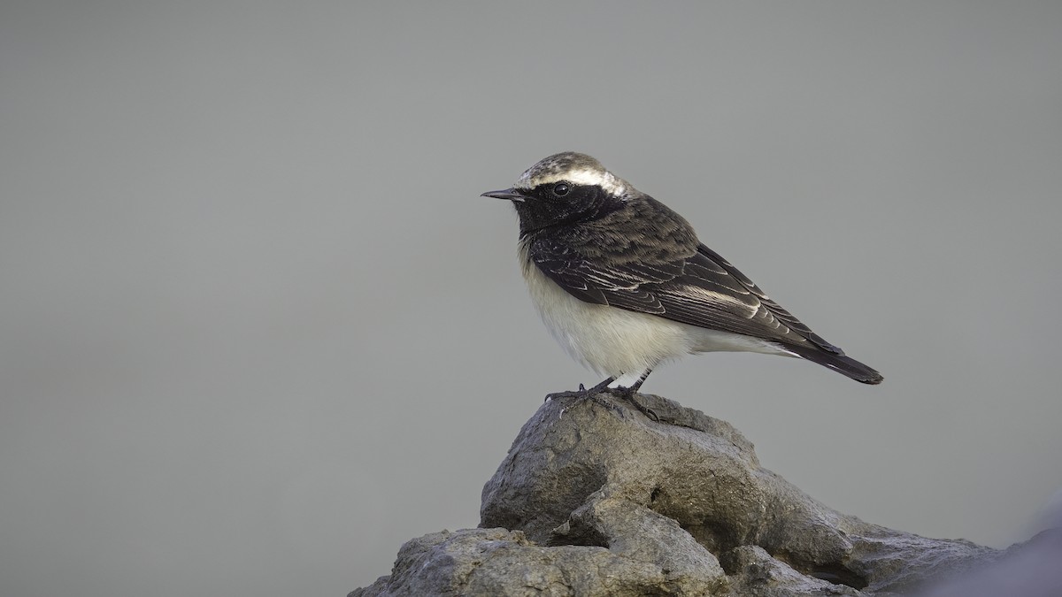 Pied Wheatear - Markus Craig