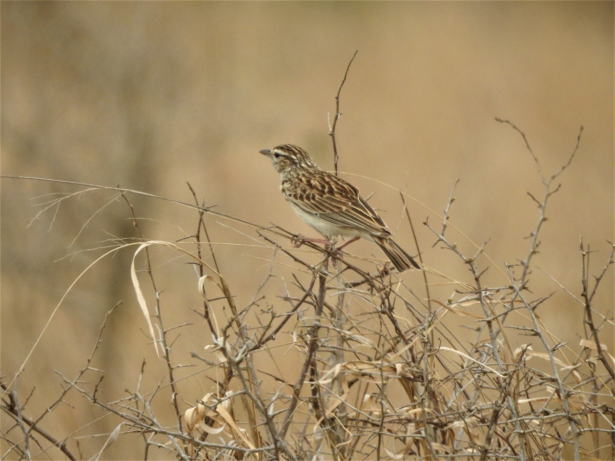 Sabota Lark (Sabota) - ML514132761