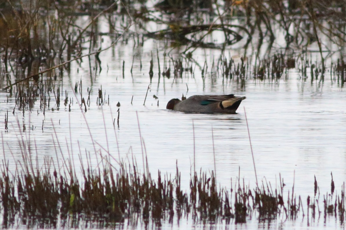 Green-winged Teal - ML514132801
