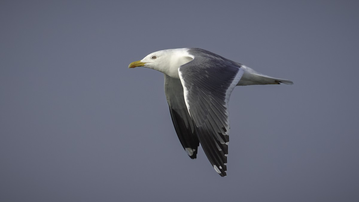 Lesser Black-backed Gull (Steppe) - Markus Craig