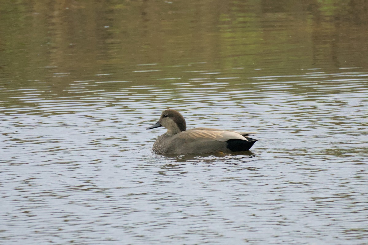 Canard chipeau - ML514133131