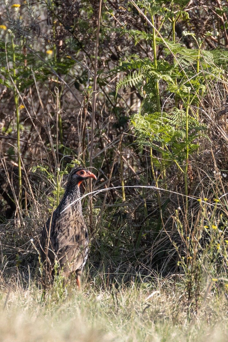 Red-necked Spurfowl - ML514133501