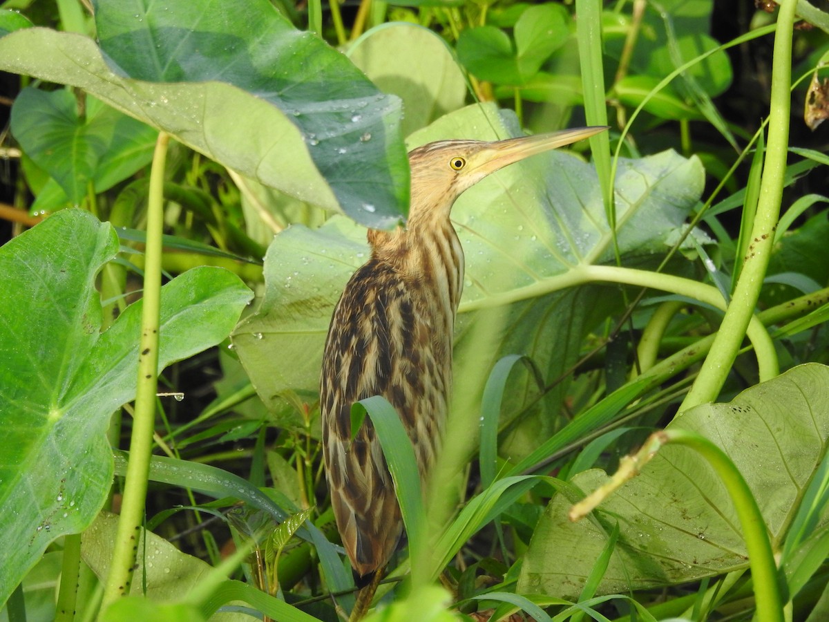 Yellow Bittern - ML514134091