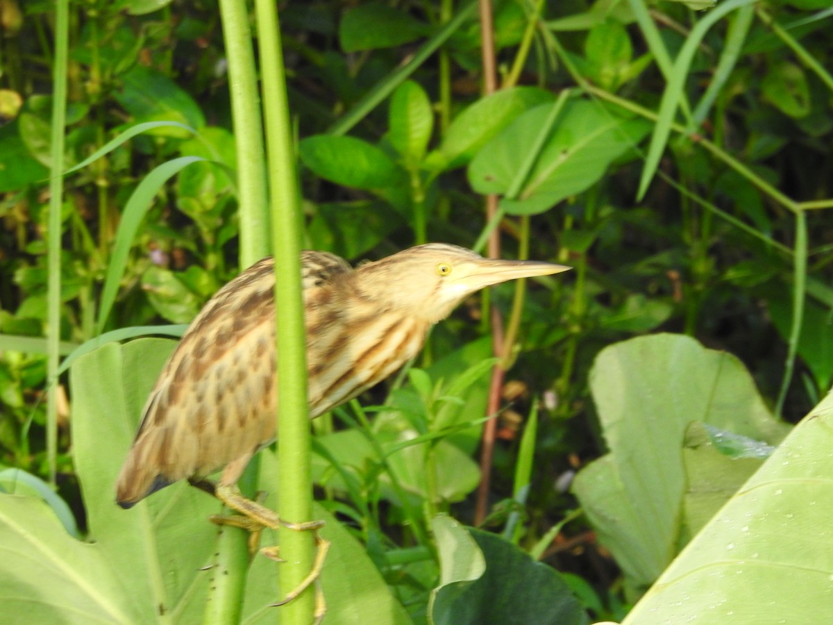 Yellow Bittern - ML514134151