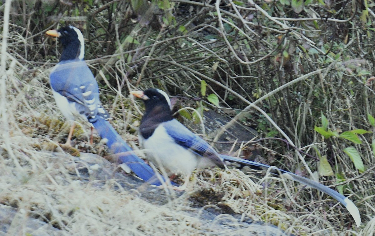 Yellow-billed Blue-Magpie - ML514134421