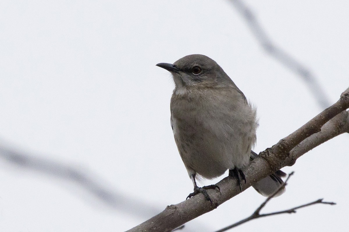 Northern Mockingbird - ML514135051
